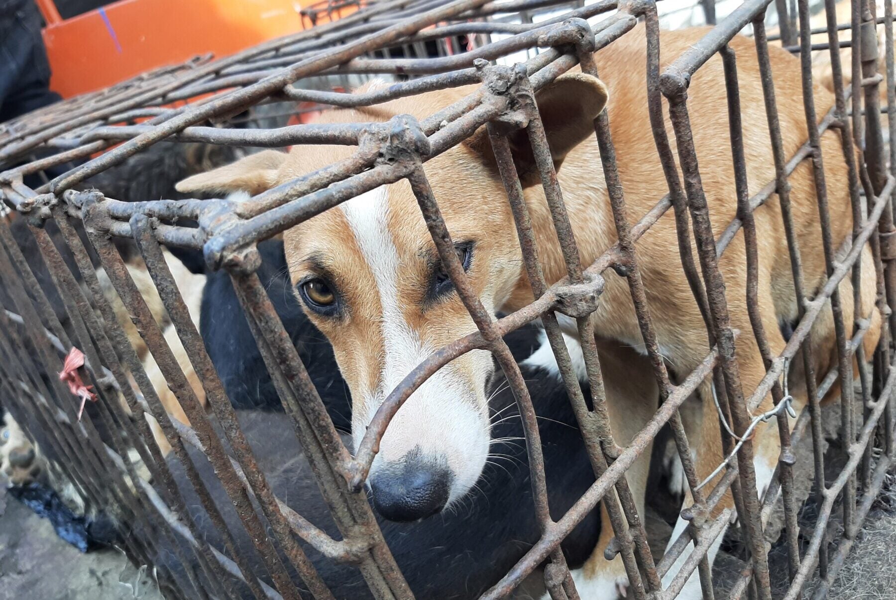 Indonesia's cruel and dangerous dog meat trade - Humane Society  International