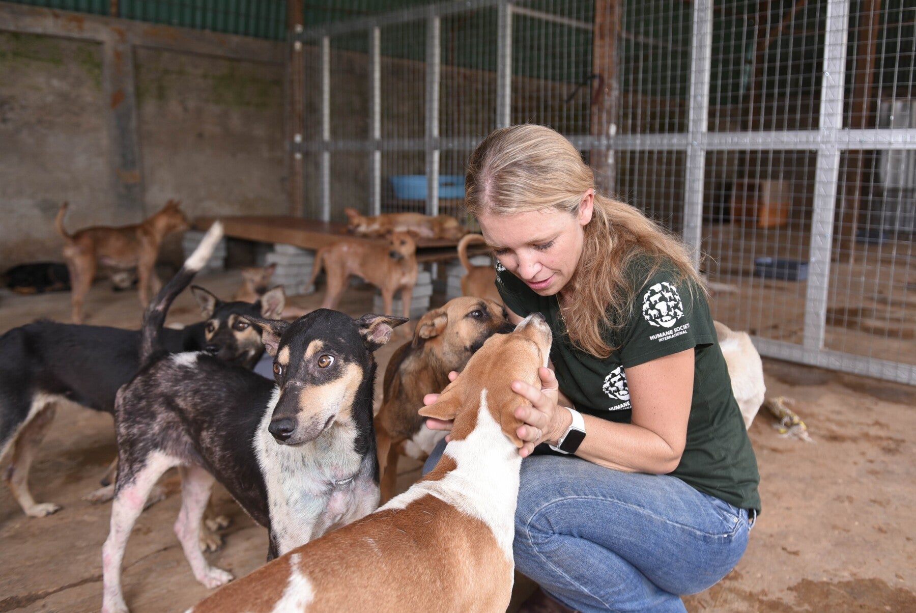 Rescued dogs at a temporary shelter in Indonesia