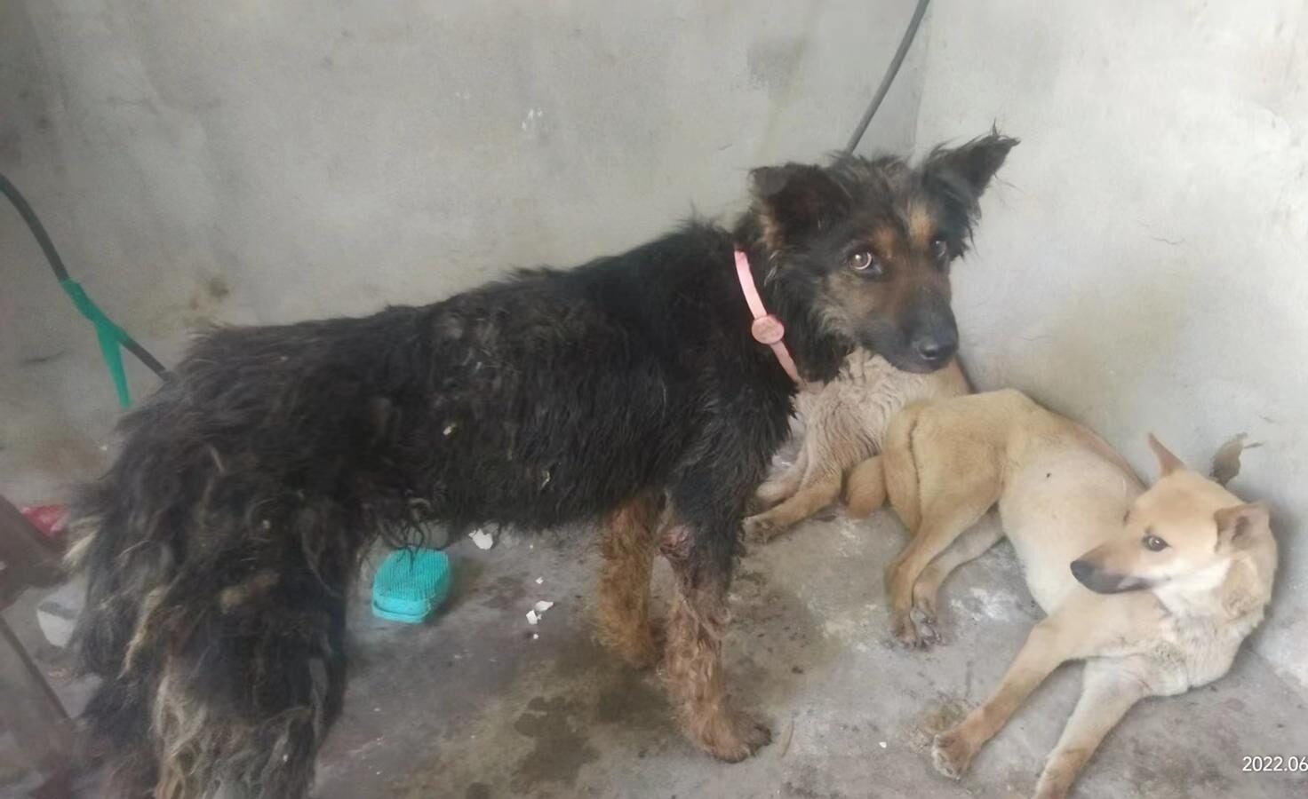 Yulin 2022 two rescued dogs
