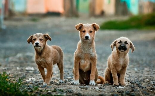 Humane Society International/Mexico will carry out first-of-its-kind census  of dogs and cats in north-central Mexico - Humane Society International