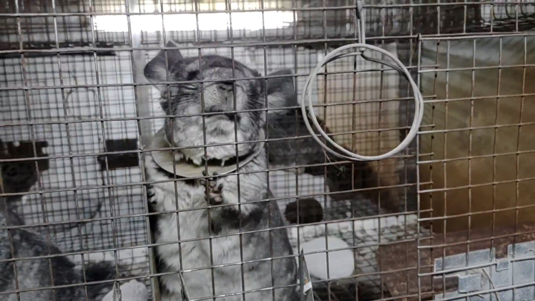 Secret filming shows rooms stacked full of caged chinchillas in Romania's  filthy fur factory farms, sparking calls for a ban - Humane Society  International