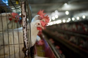 Consumers can improve farm animal welfare standards on World Farm Animals  Day - Humane Society International