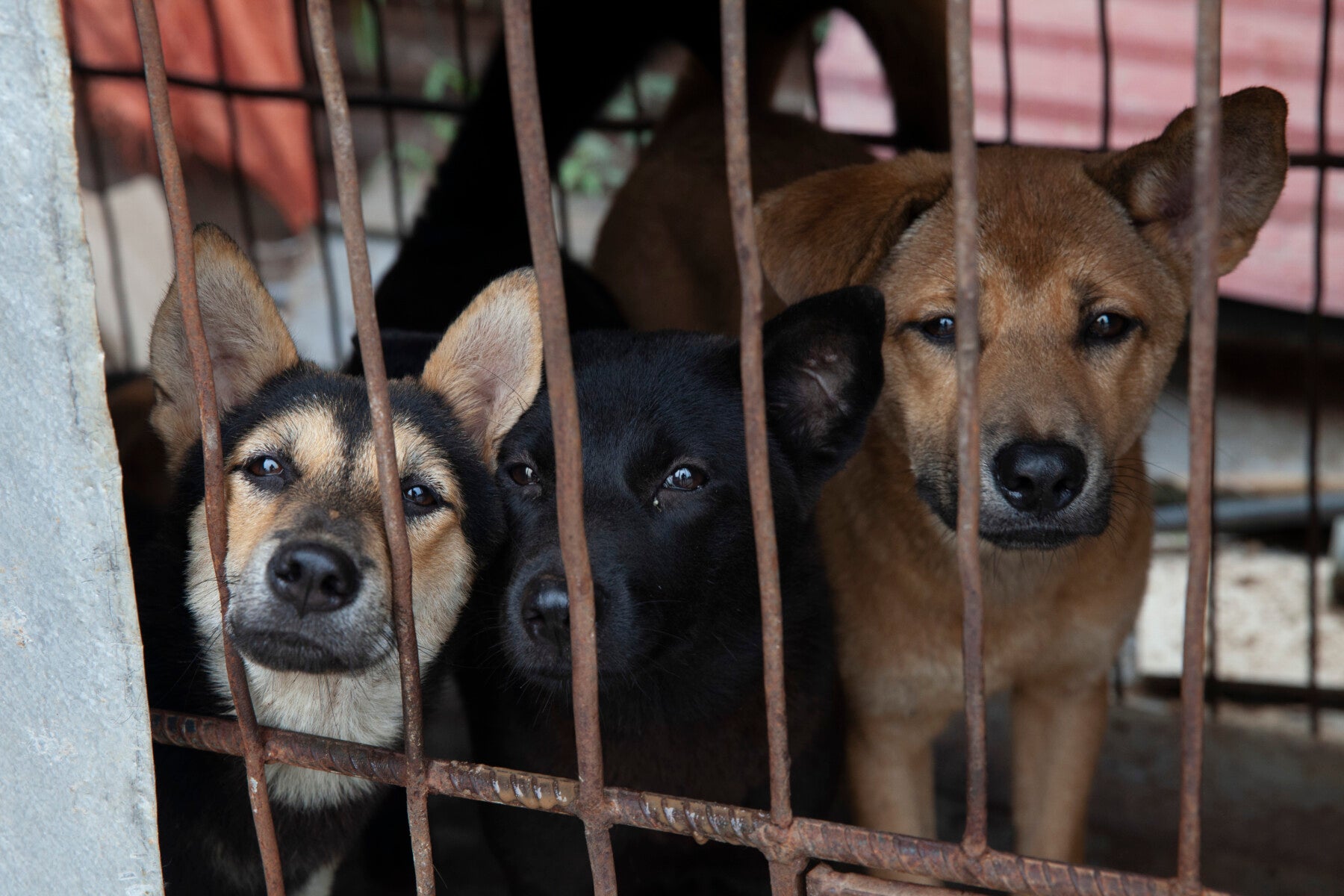 Dogs in a cage just before being rescued from a slaughterhouse in Viet Nam