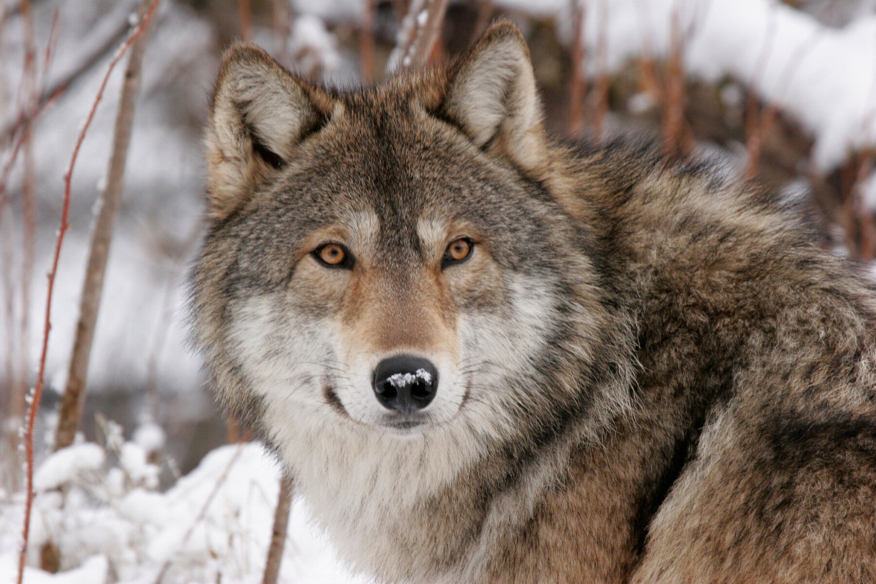 Tension in protecting farmed animals put wolves at risk - Humane ...