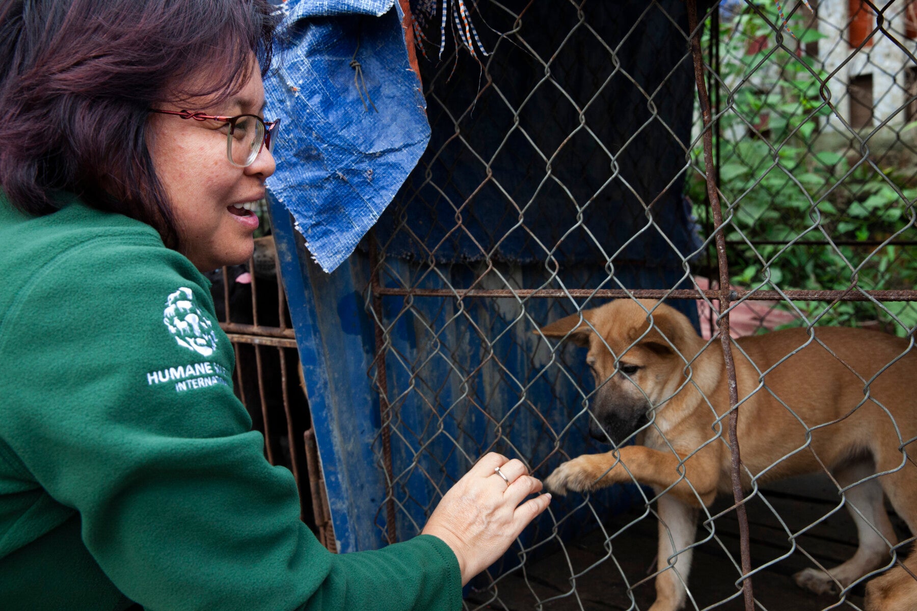 Dog slaughterhouse and restaurant in Viet Nam that had killed thousands of  animals in recent years closes in country's first Models for Change program  to end the dog meat trade - Humane