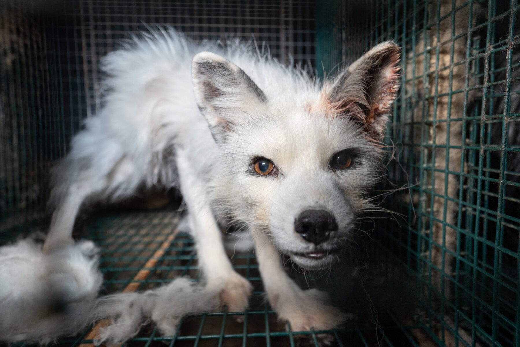 The Fur Trade - Humane Society International