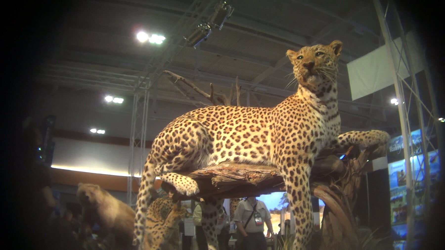 Undercover investigation at Safari Club International convention exposes  hypocrisy used to promote the sale of trophy hunts and products of  imperiled and endangered species - Humane Society International