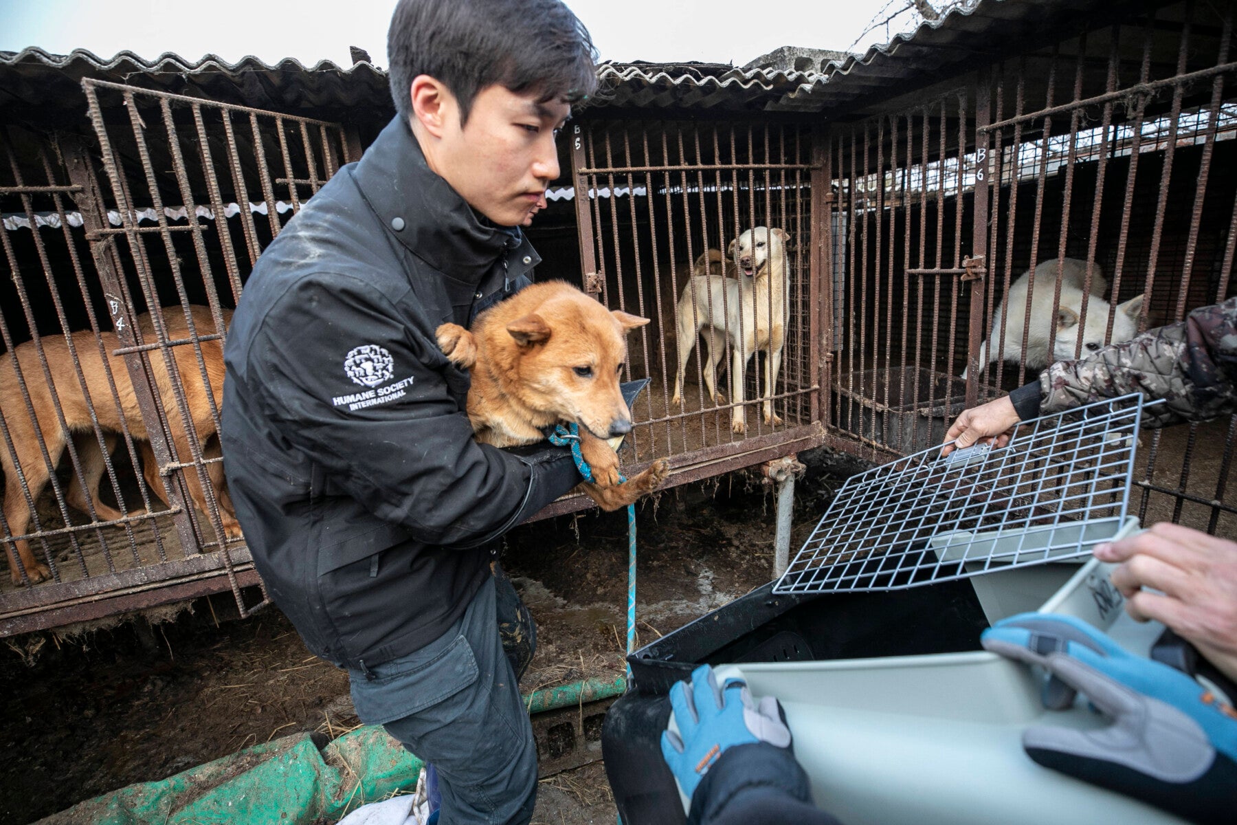 As South Korea contemplates a dog meat ban, charity closes its 18th dog  meat farm and flies dogs to United States to seek adoption - Humane Society  International