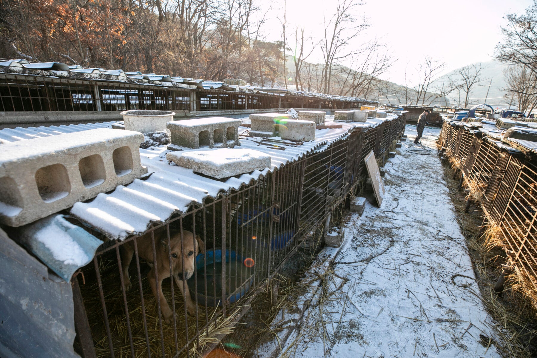 Removing dogs from a dog meat farm