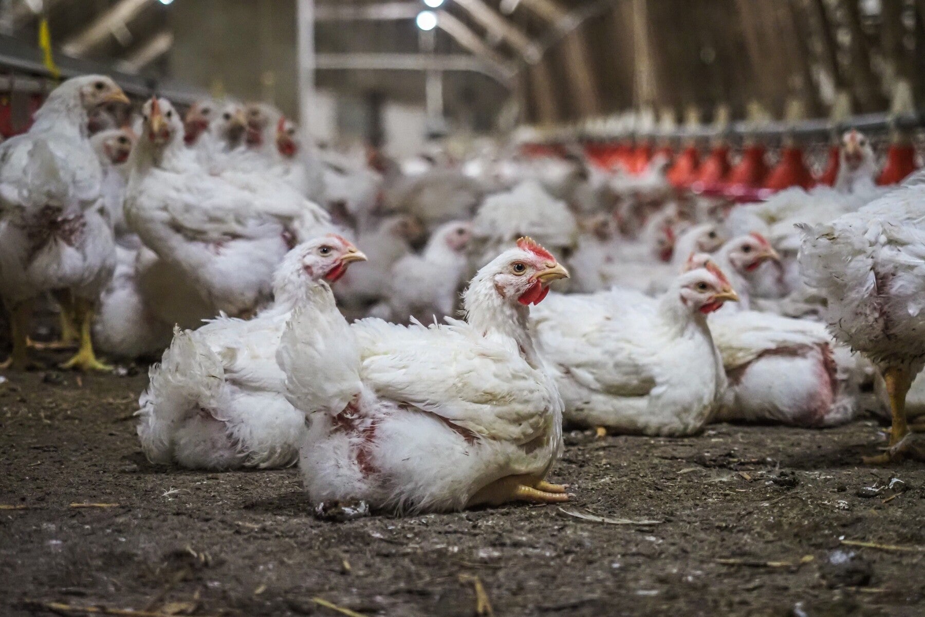 Giganci fast foodu stawiają pierwsze kroki w kierunku hodowli kurczaków w Rumunii i Polsce