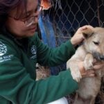 HSI/Viet Nam country director Tham Phuong petting a dog at Mr. Dam The Hiep’s slaughterhouse and restaurant in Cay Xanh village, Quyet Thang commune, Thai Nguyen city.