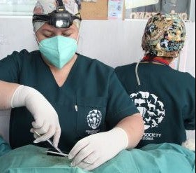 HSI veterinary team performing surgery in Bolivia