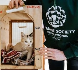 Cat in crate held by HSI/Africa staff member