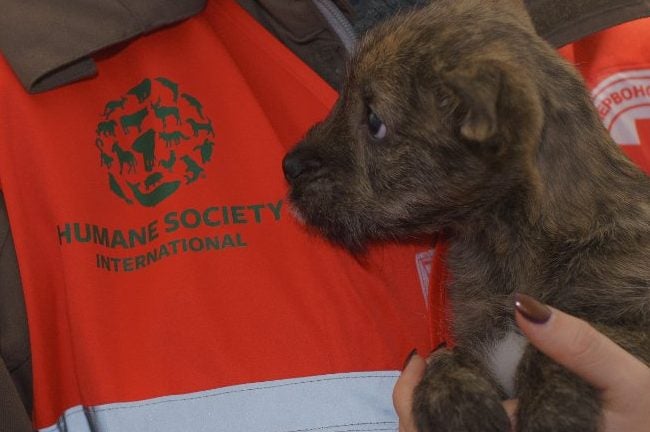 Pet rescued from Ukraine