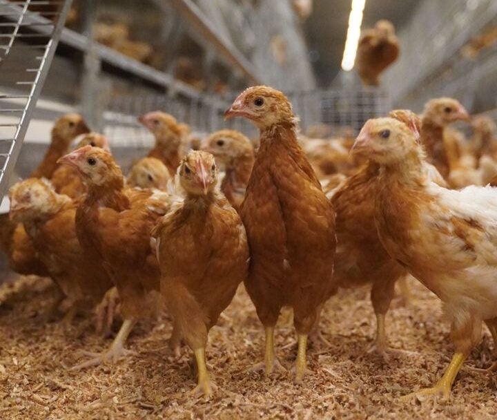 Cage-free chickens in Malaysia