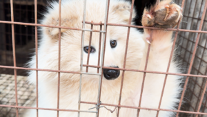 On a fur farm in China