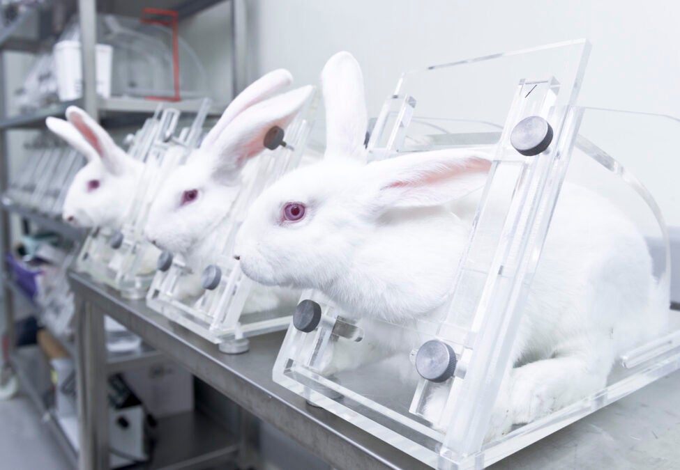 animal testing is wrong facts