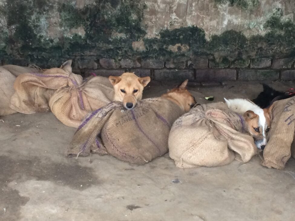 India's Nagaland state announces an end to its brutal dog meat trade,  sparing 30,000 dogs a year - Humane Society International