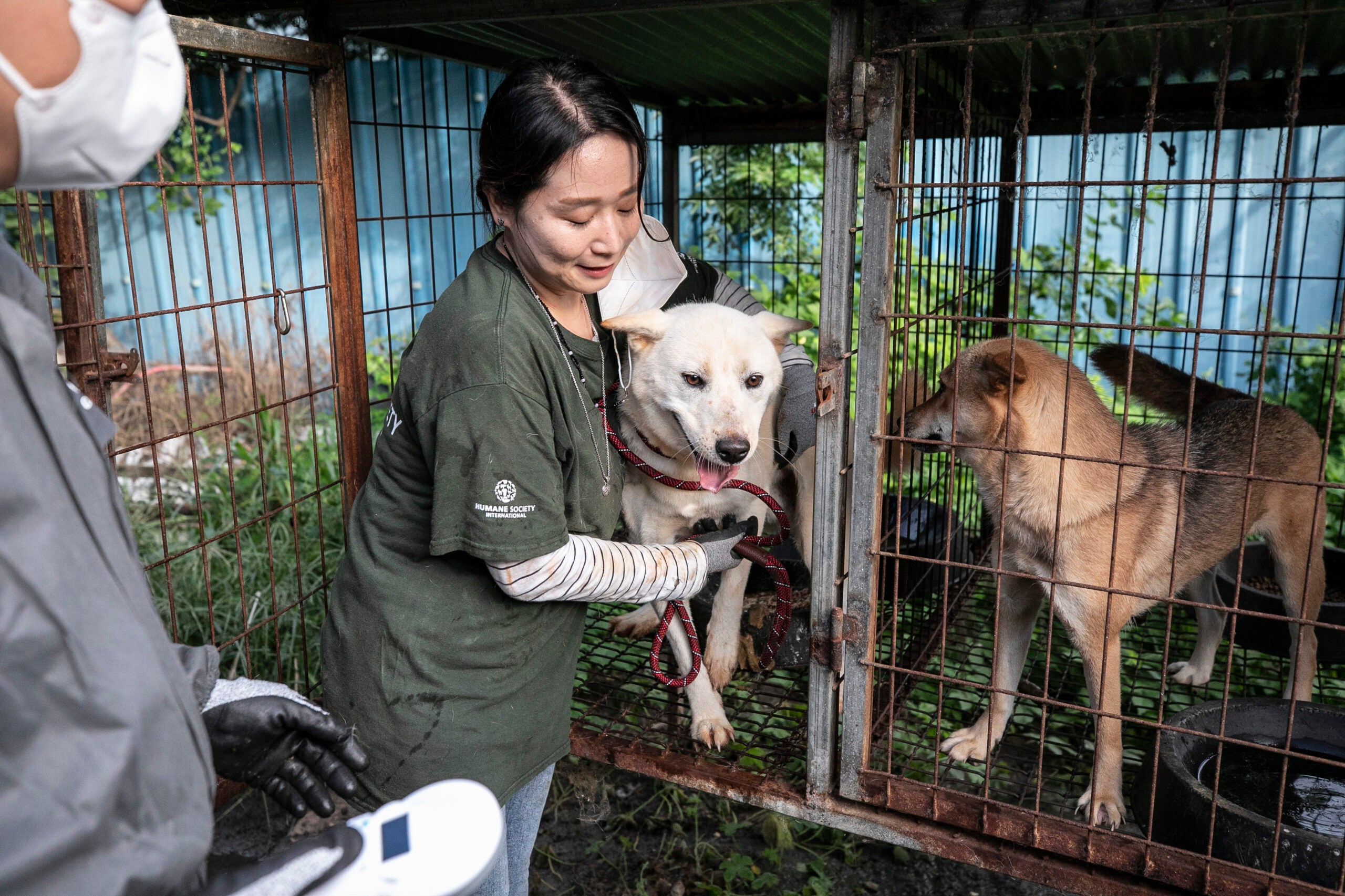 110 dogs saved from slaughter on dog meat farms in South Korea will arrive  in Canada in search of happy homes - Humane Society International