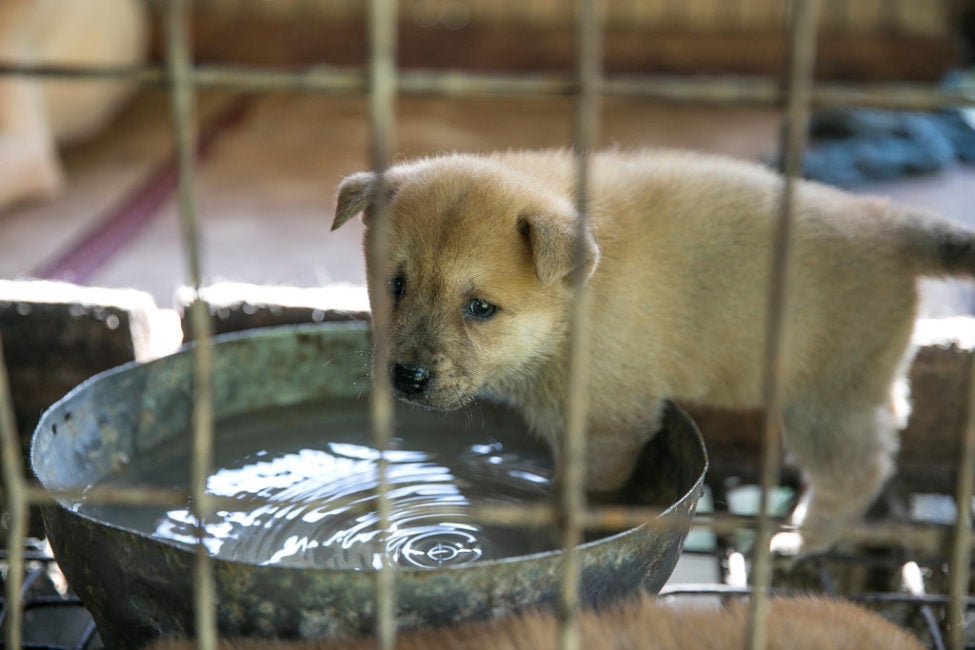 Humane Society International saves 90 dogs from slaughter in South Korea - Humane  Society International