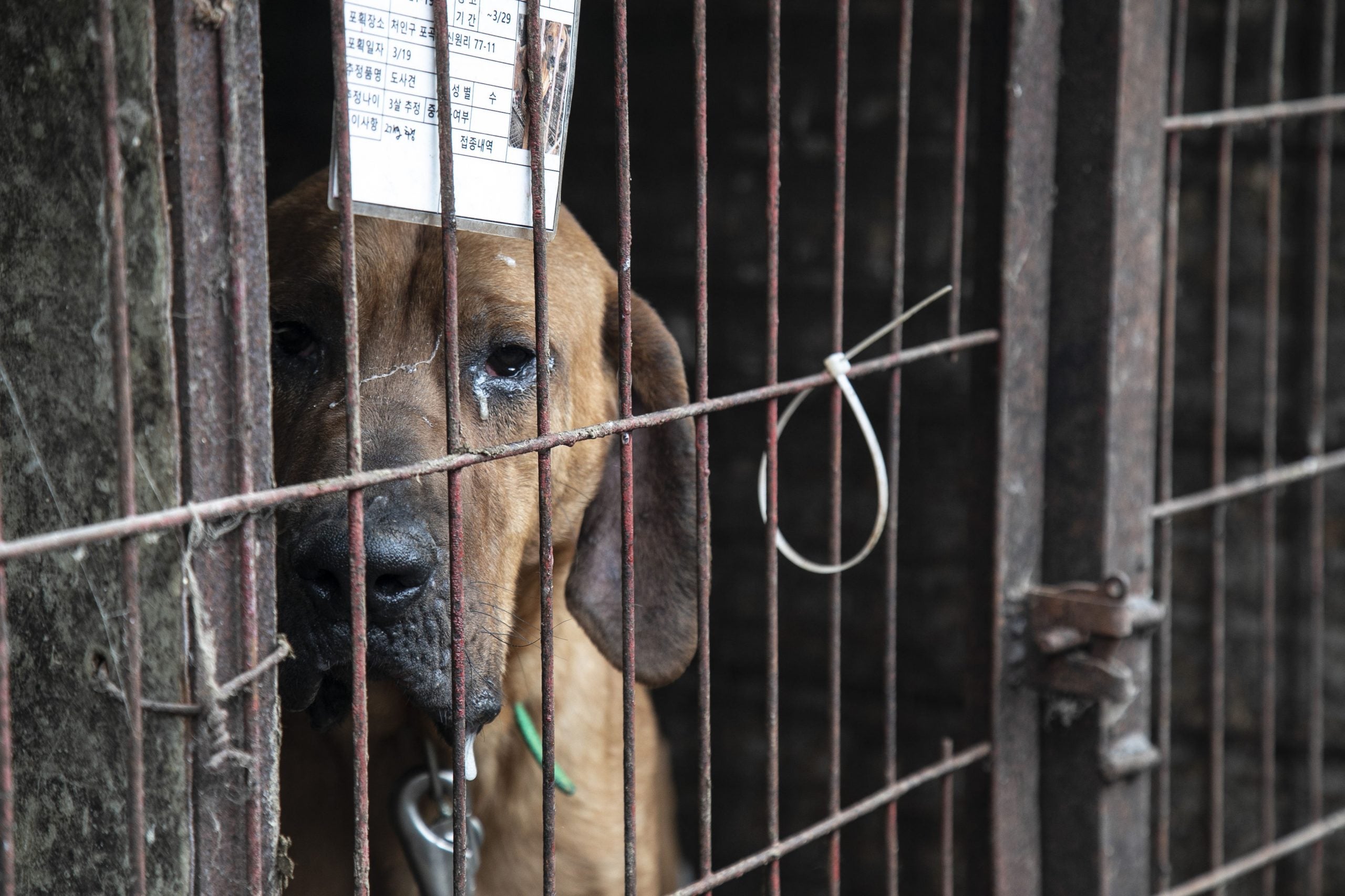 Korean animal protection groups unite with Humane Society  International/Korea to rescue 50 dogs left behind on a closed down dog meat  farm and slaughterhouse - Humane Society International