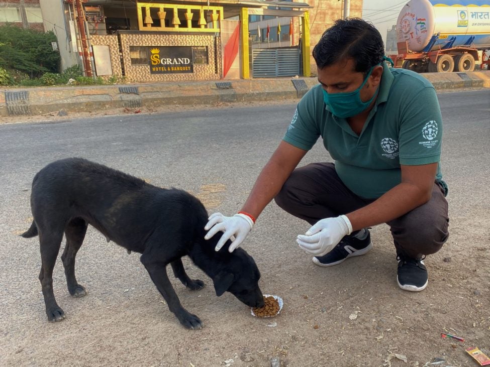 Humane Society International and Mars, Incorporated join forces to care for  dogs and cats around the world affected by the COVID-19 pandemic - Humane  Society International