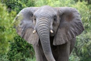 Close up of a wild African elephant