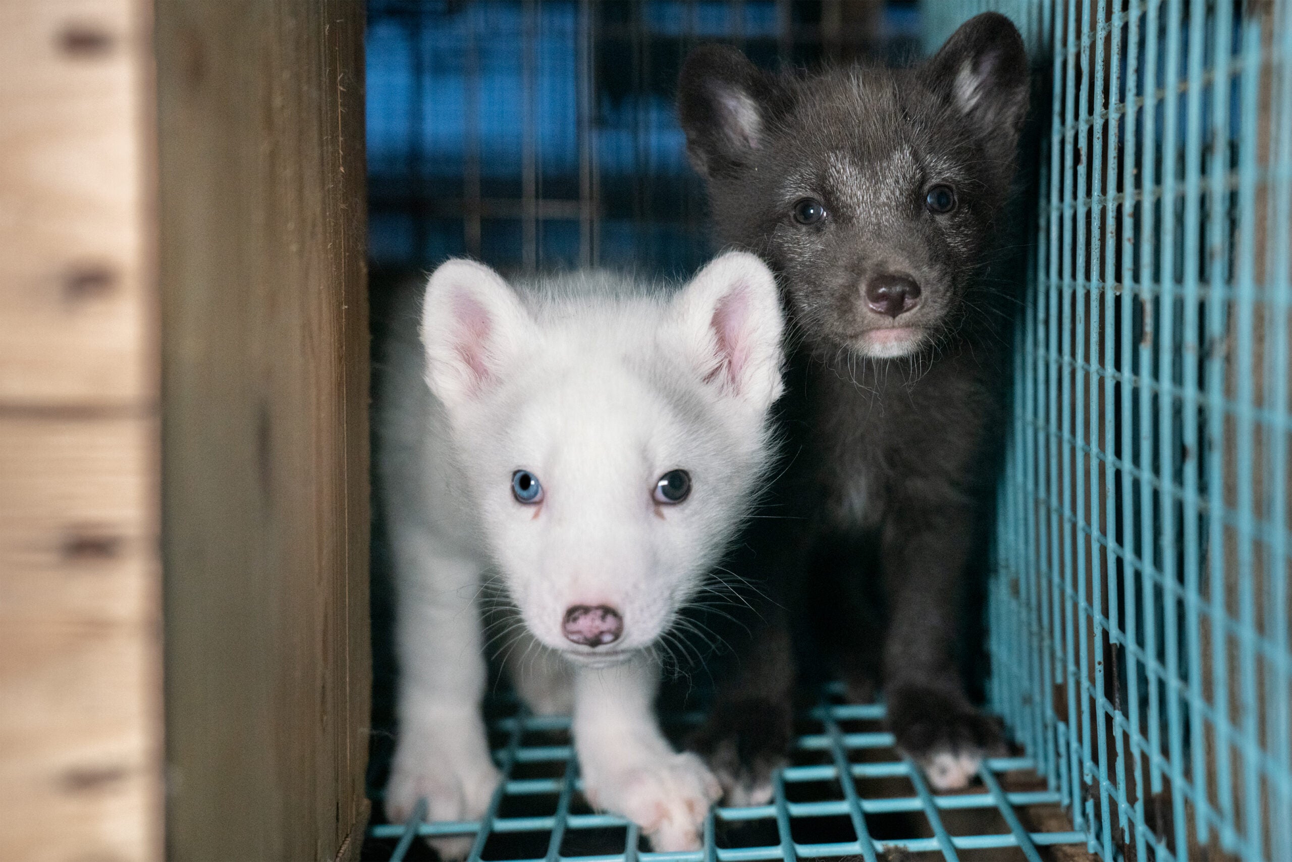 ELLE International pledges to go fur-free - Humane Society International