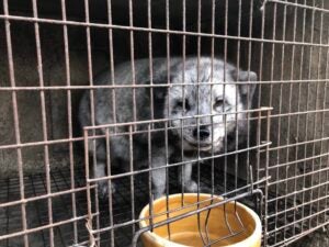 Fur farm investigation reveals distressed foxes, raccoon dogs electrocuted  in agony, and fur farm carcasses sold for human consumption - Humane  Society International