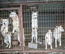 Two hundred dogs from South Korean dog 