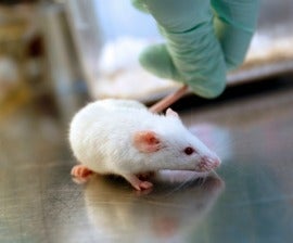 South Korea: Groups urge new administration to prioritise investment in  replacement of animals in testing and medical research - Humane Society  International