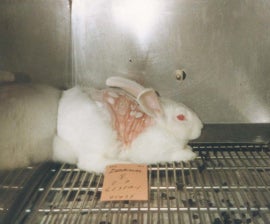 Animal Testing of Chemicals - Humane Society International