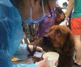 Dog rescued from the dog meat trade in China.