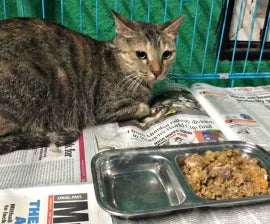 More than 50 cats rescued from neglect in Pune, India - Humane Society  International